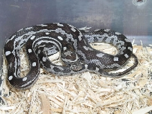 Anner with strange pattern