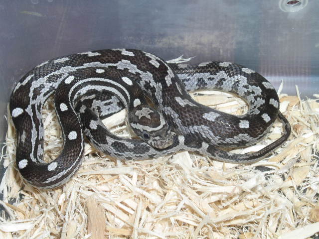 Anner with strange pattern