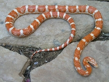 Male banded cnady cane motley