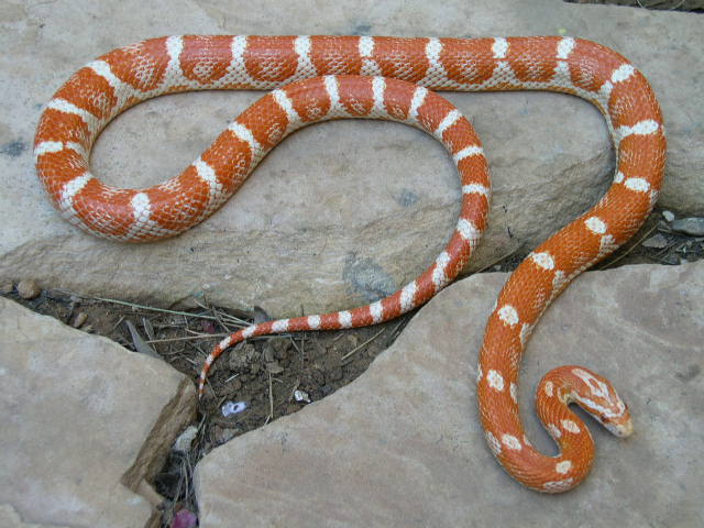 Male banded cnady cane motley