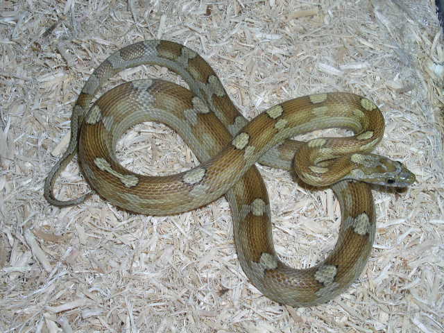 Yearling carmel motley.