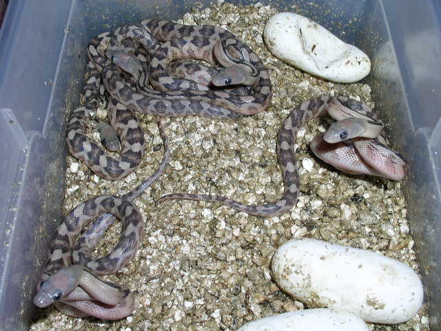 hatchling subocs