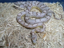 female ghost het stripe
