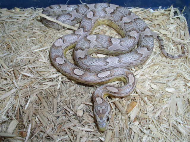 female ghost het stripe