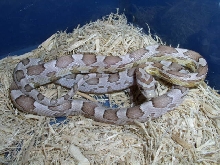 male ghost het stripe