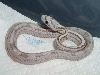 ghost striped mot