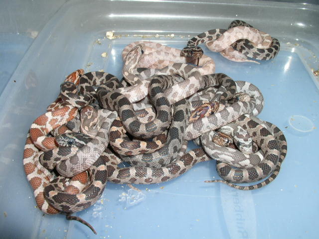 hypo lav and lav babies