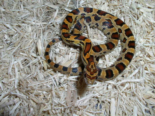 oketee male 04