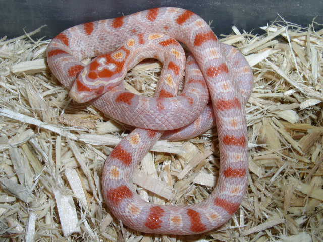 05 reverse oketee female