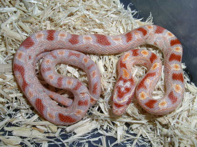 05 reverse oketee female 2