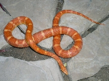 Female banded motley sunglow