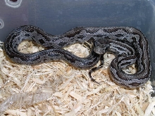zig zag aner female cornsnake