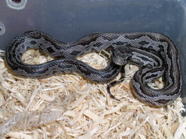 zig zag aner female cornsnake