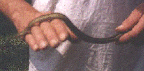 Very Rare Baxter Snake