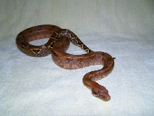 BC Hog Islang veeery orange line