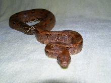 BC Hog Islang veeery orange line
