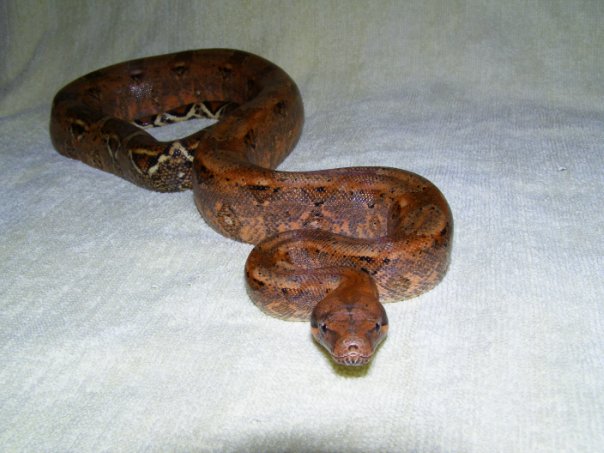 BC Hog Islang veeery orange line