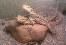 bearded dragons