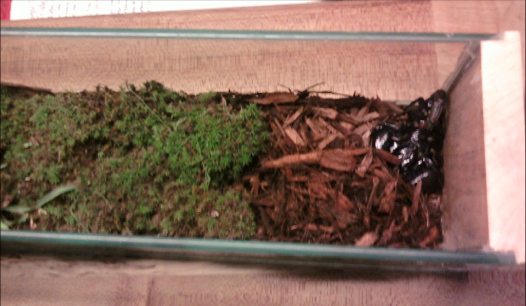 asian forest scorpion