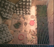 inside cricket cage