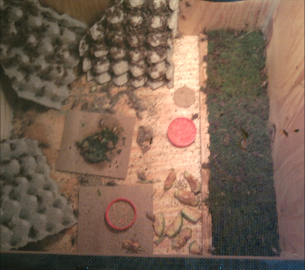 inside cricket cage