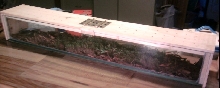 outside of asian forest scorpion cage