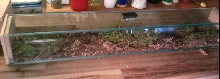 vietnamese centipede cage