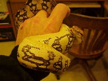 hypo dumerils boa ?