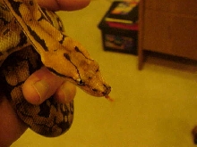 hypo dumerils boa?
