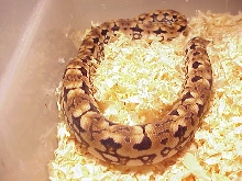 orange dumerils boa