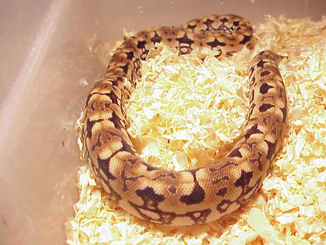 orange dumerils boa