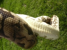 white belly