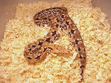 orange dumerils boa