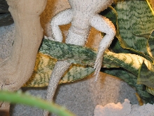 Spike or Spikette