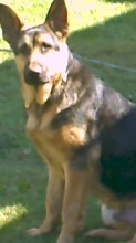 Rock Kobi 4