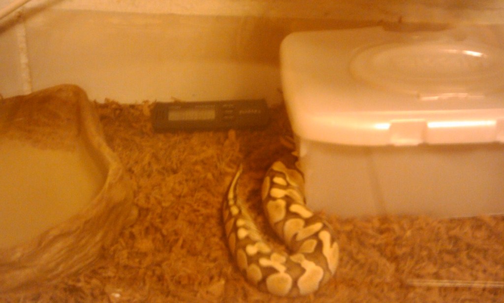 Pic of my 09 lessers tank