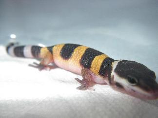 gimpy3