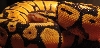 1 ball python
