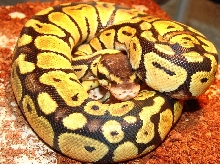 2 ball python