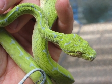 2008 Green Tree Python