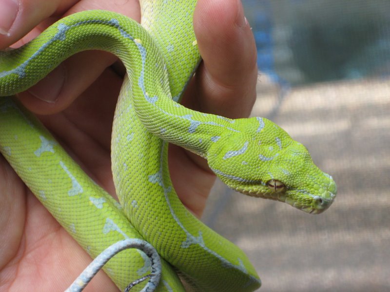 2008 Green Tree Python
