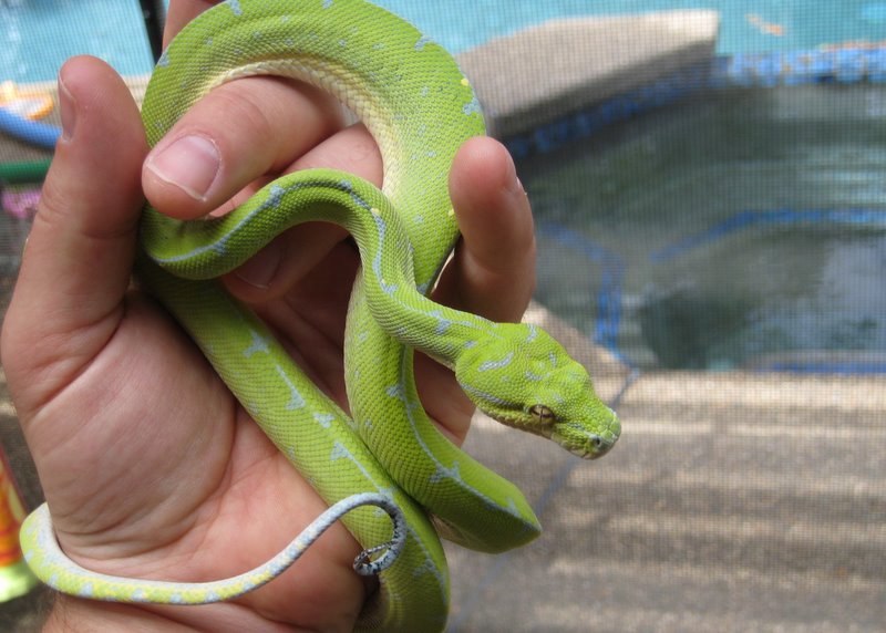 2008 Green Tree Python