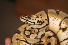 2009 Female Bumble Bee 1