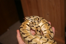 2009 Female Bumble Bee 2