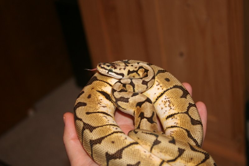 2009 Female Bumble Bee 2