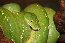 Fiona