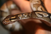 Mojave 1