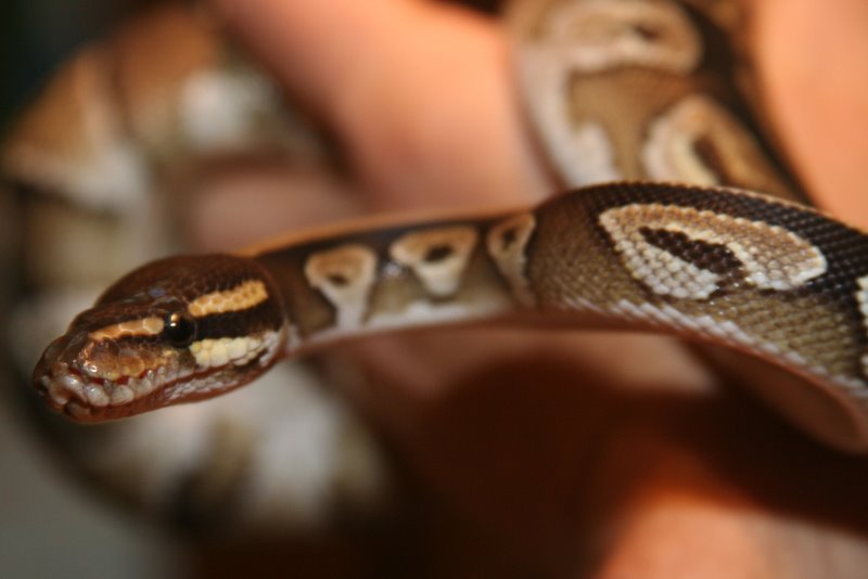 Mojave 1