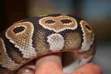 Mojave 2