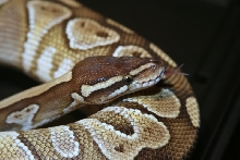 2009 Male Lesser 1